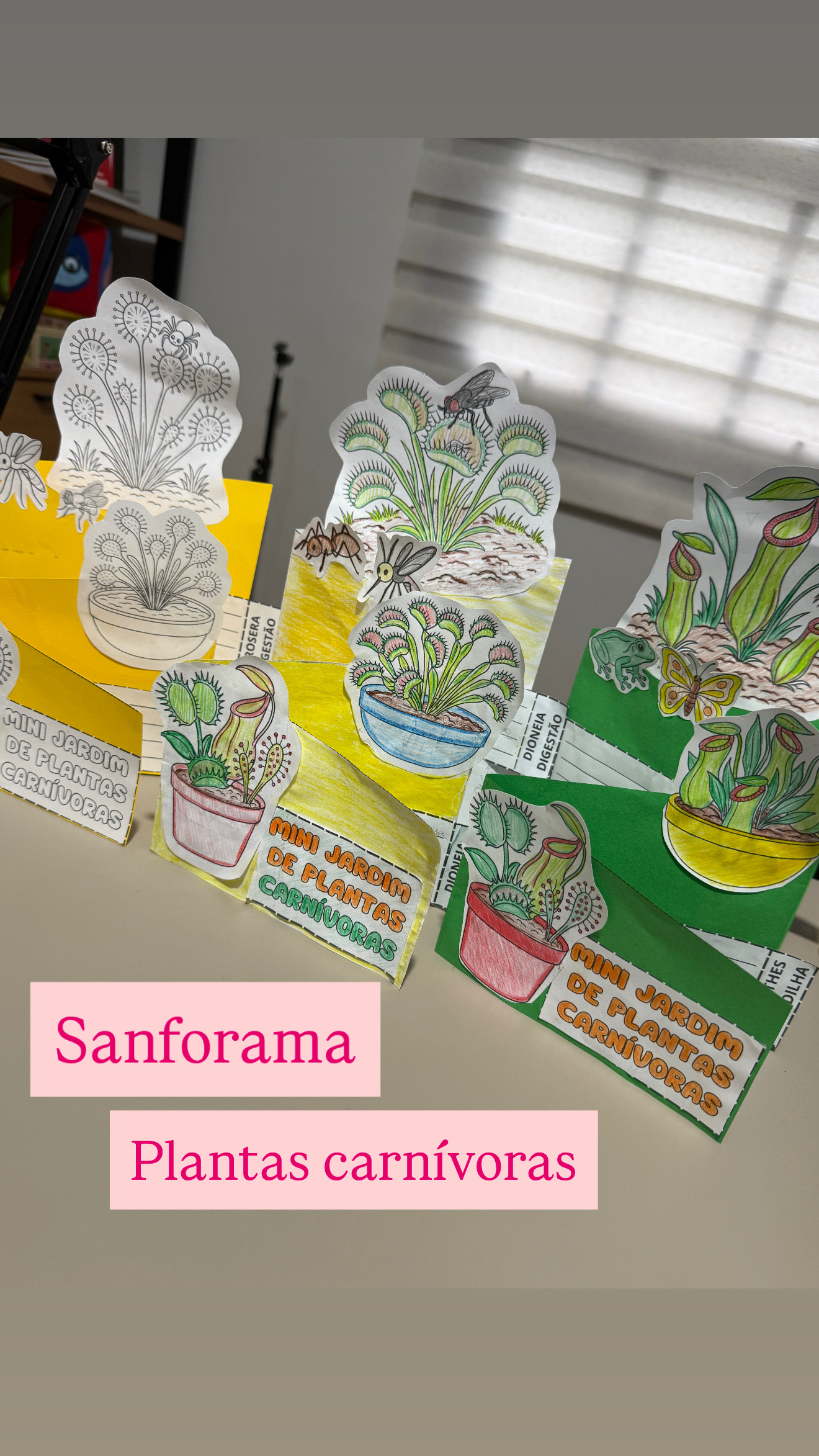 Sanforama Mini Jardim de plantas carnívoras