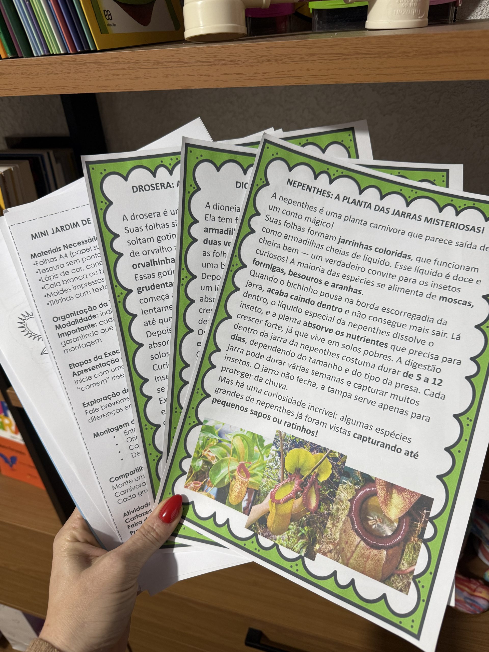 Sanforama Mini Jardim de plantas carnívoras - Imagem 3